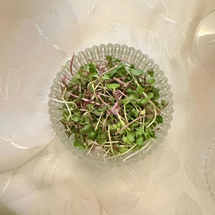 Taça de microverdes frescos recém-colhidos
